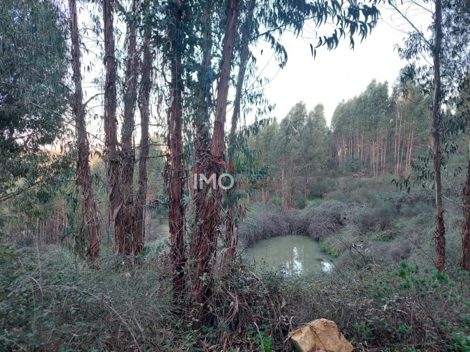 Quinta T0 para Venda em Espírito Santo, Nossa Senhora da Graça e São Simão Foto 4