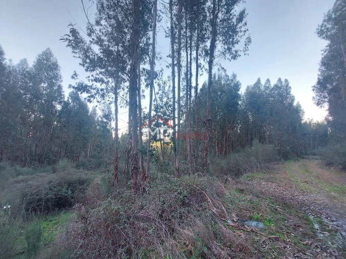 Quinta T0 para Venda em Espírito Santo, Nossa Senhora da Graça e São Simão Foto 5