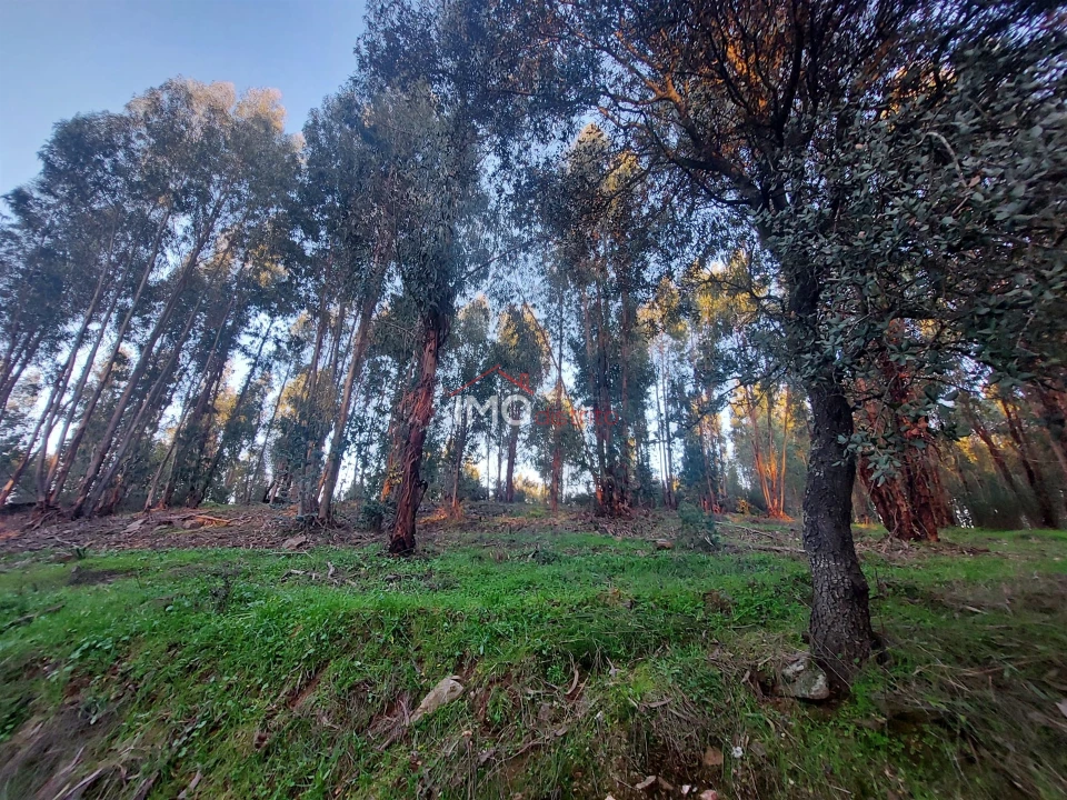 Quinta T0 para Venda em Espírito Santo, Nossa Senhora da Graça e São Simão Foto 3