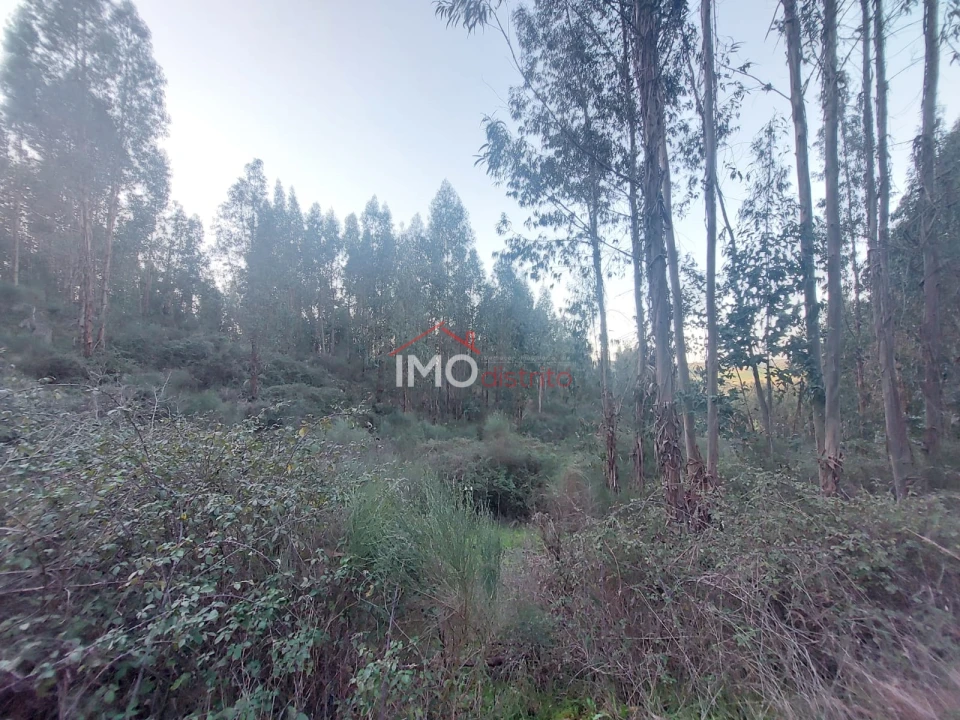 Quinta T0 para Venda em Espírito Santo, Nossa Senhora da Graça e São Simão Foto 8