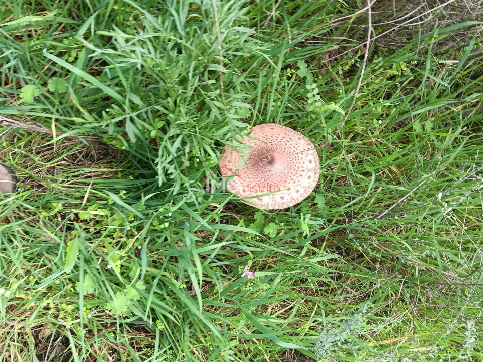 Terreno Agricola ou Rústico para Venda em Beirã Foto 6