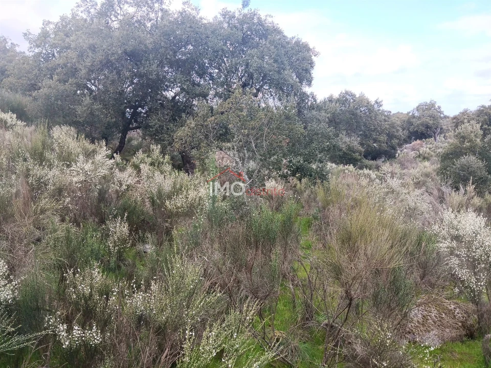 Terreno Agricola ou Rústico para Venda em Beirã Foto 8