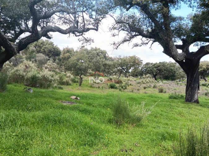Terreno Agricola ou Rústico para Venda em Beirã Foto 5