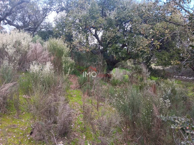 Terreno Agricola ou Rústico para Venda em Beirã Foto 2