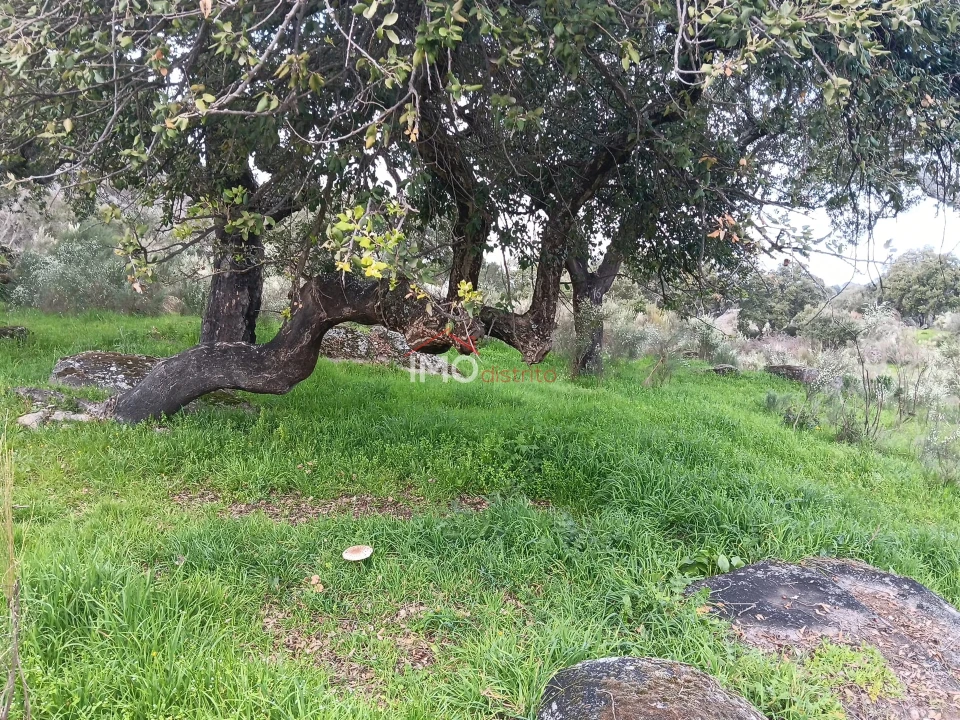 Terreno Agricola ou Rústico para Venda em Beirã Foto 5