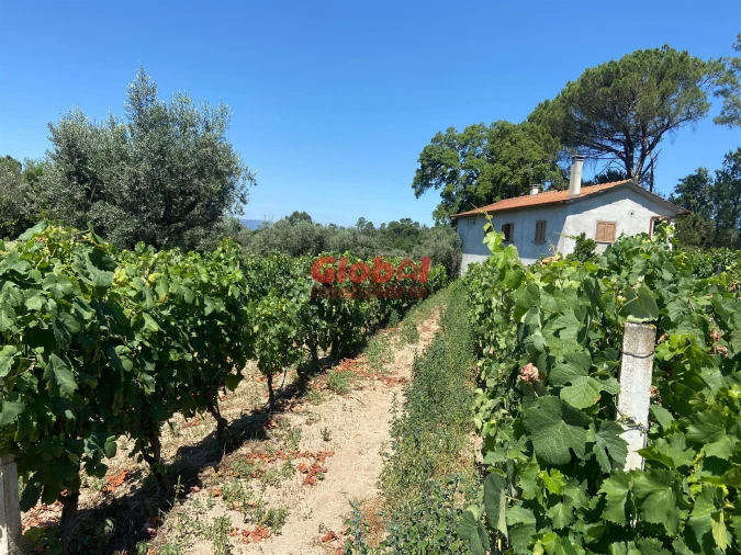 Quinta T1 para Venda em Silgueiros Foto 10