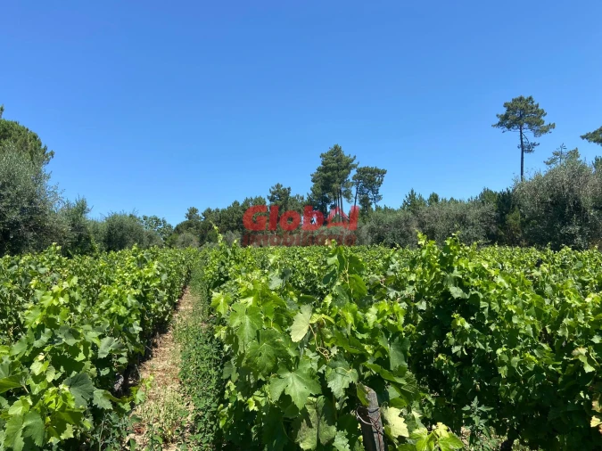 Quinta T1 para Venda em Silgueiros Foto 12