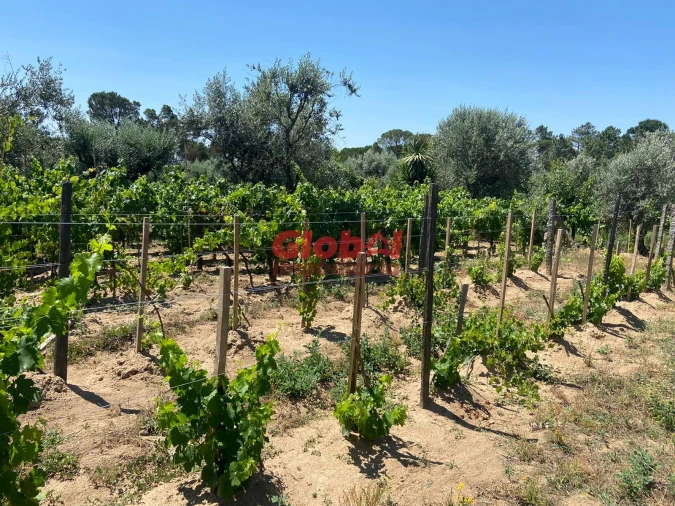 Quinta T1 para Venda em Silgueiros Foto 4