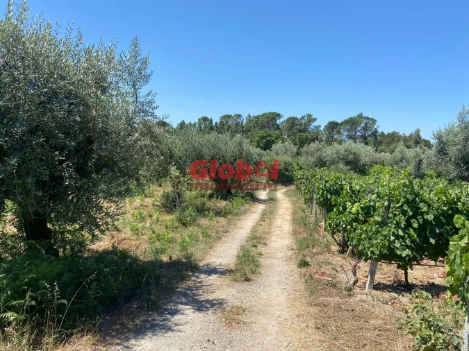 Quinta T1 para Venda em Silgueiros Foto 5