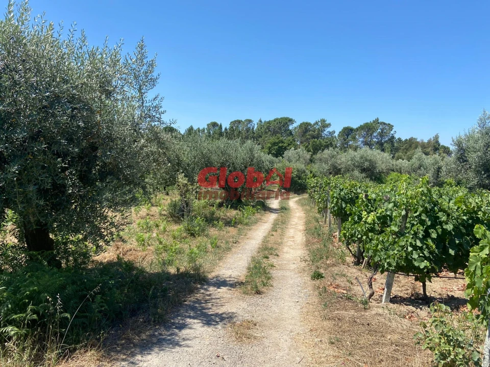 Quinta T1 para Venda em Silgueiros Foto 5