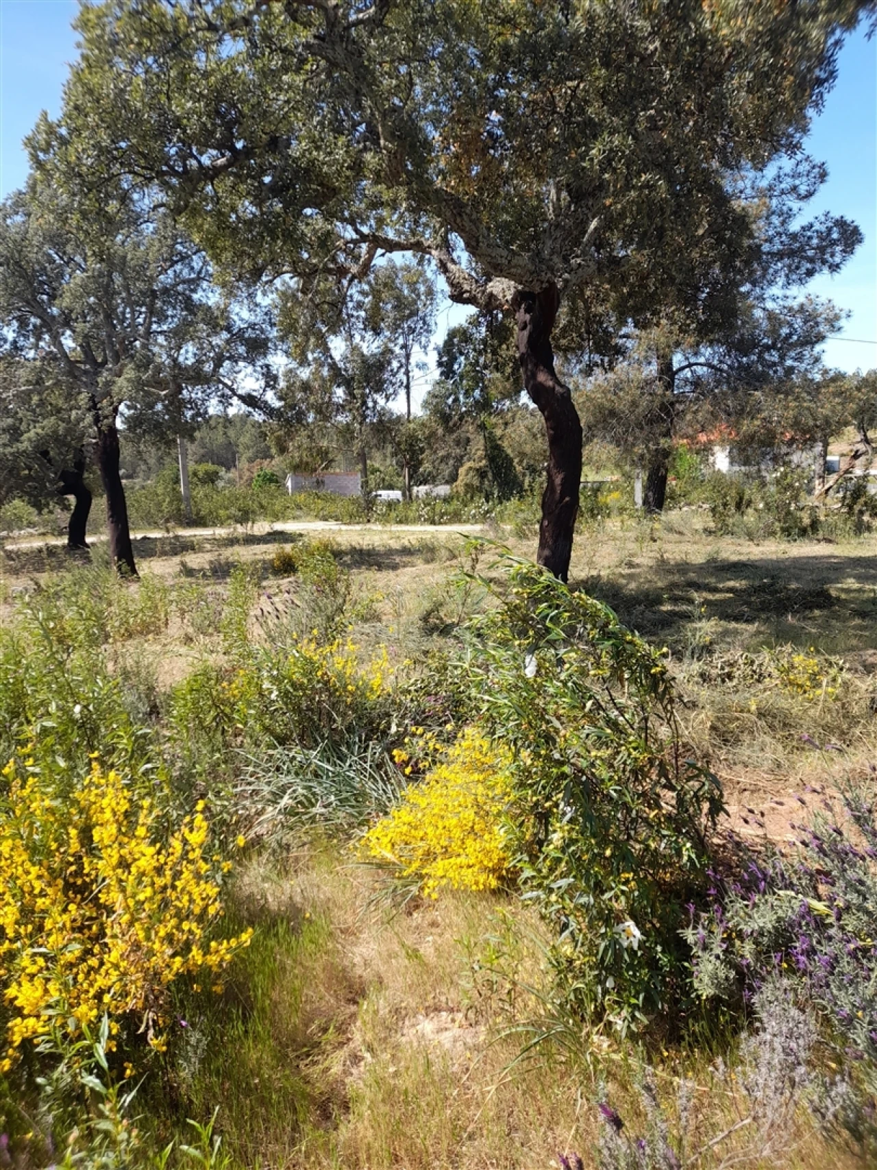 Terreno Agricola ou Rústico para Venda em Benquerenças Foto 1
