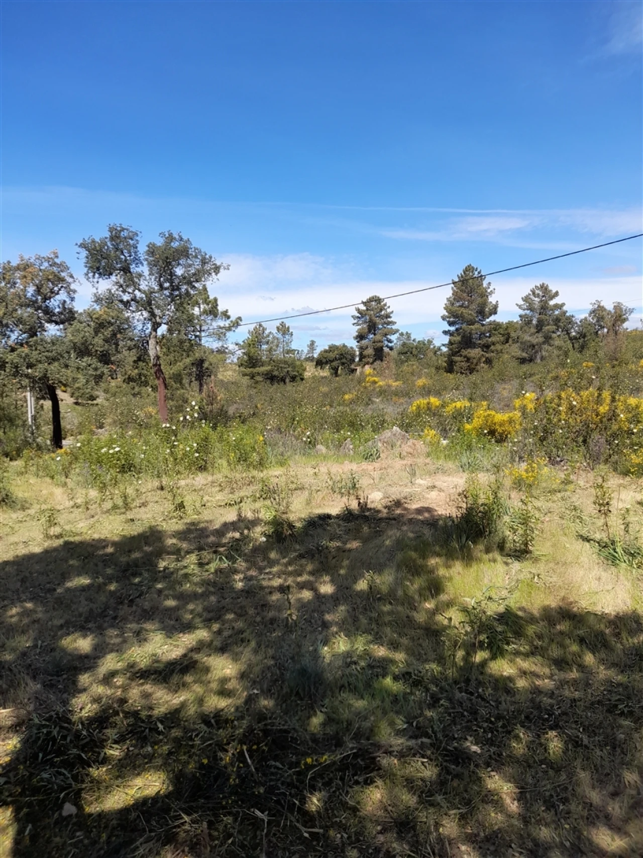 Terreno Agricola ou Rústico para Venda em Benquerenças Foto 5
