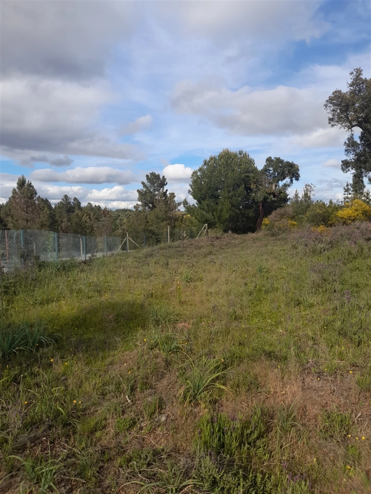 Terreno Agricola ou Rústico para Venda em Benquerenças Foto 2