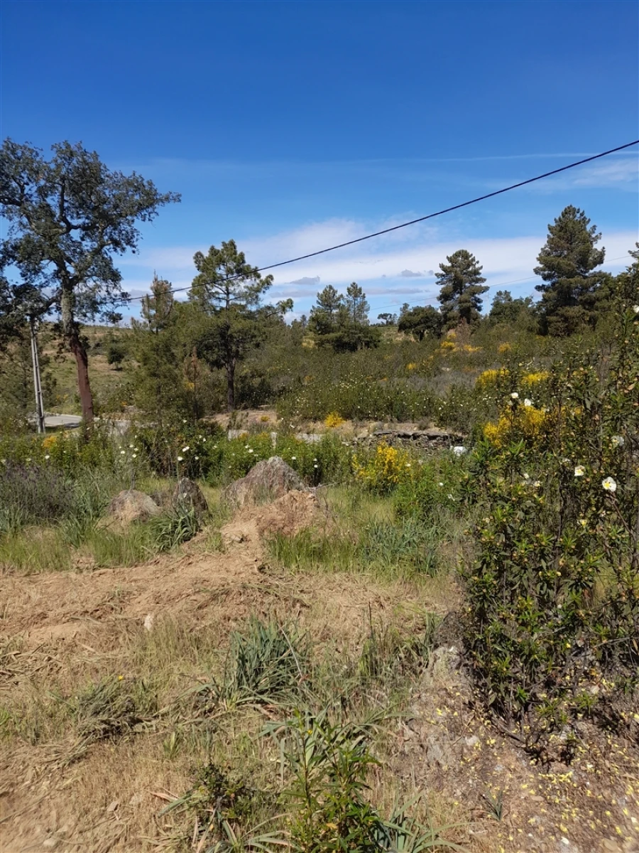 Terreno Agricola ou Rústico para Venda em Benquerenças Foto 6
