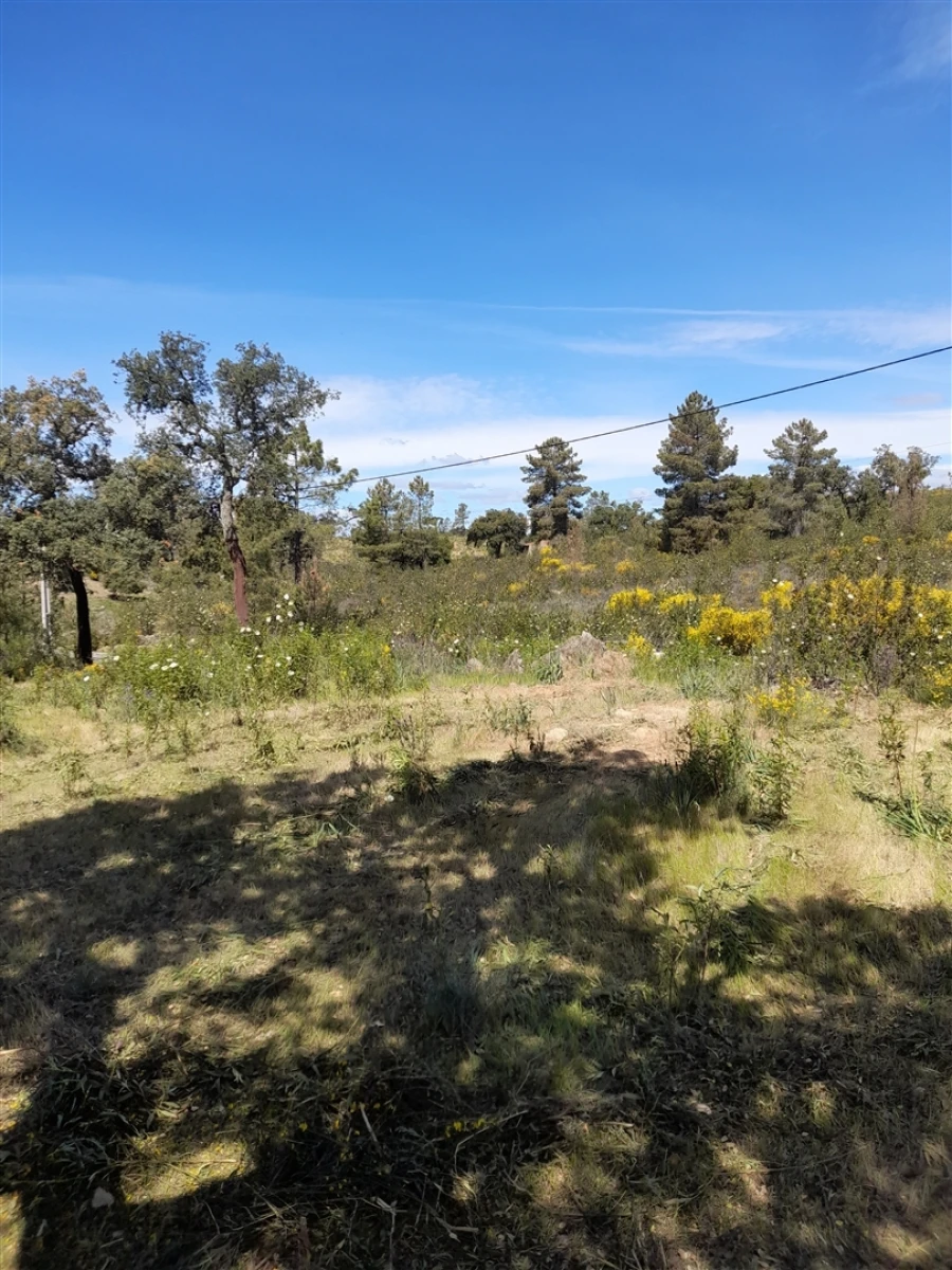 Terreno Agricola ou Rústico para Venda em Benquerenças Foto 5