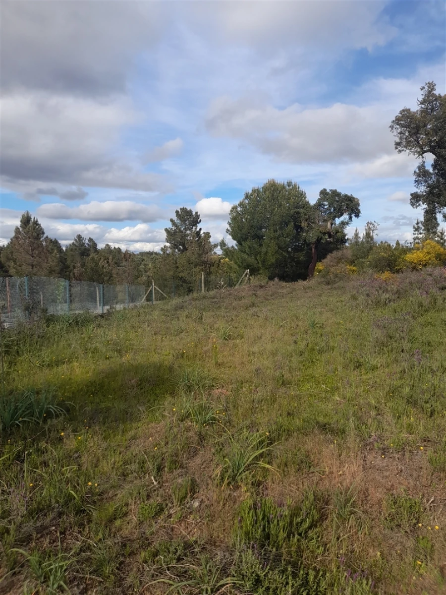 Terreno Agricola ou Rústico para Venda em Benquerenças Foto 2