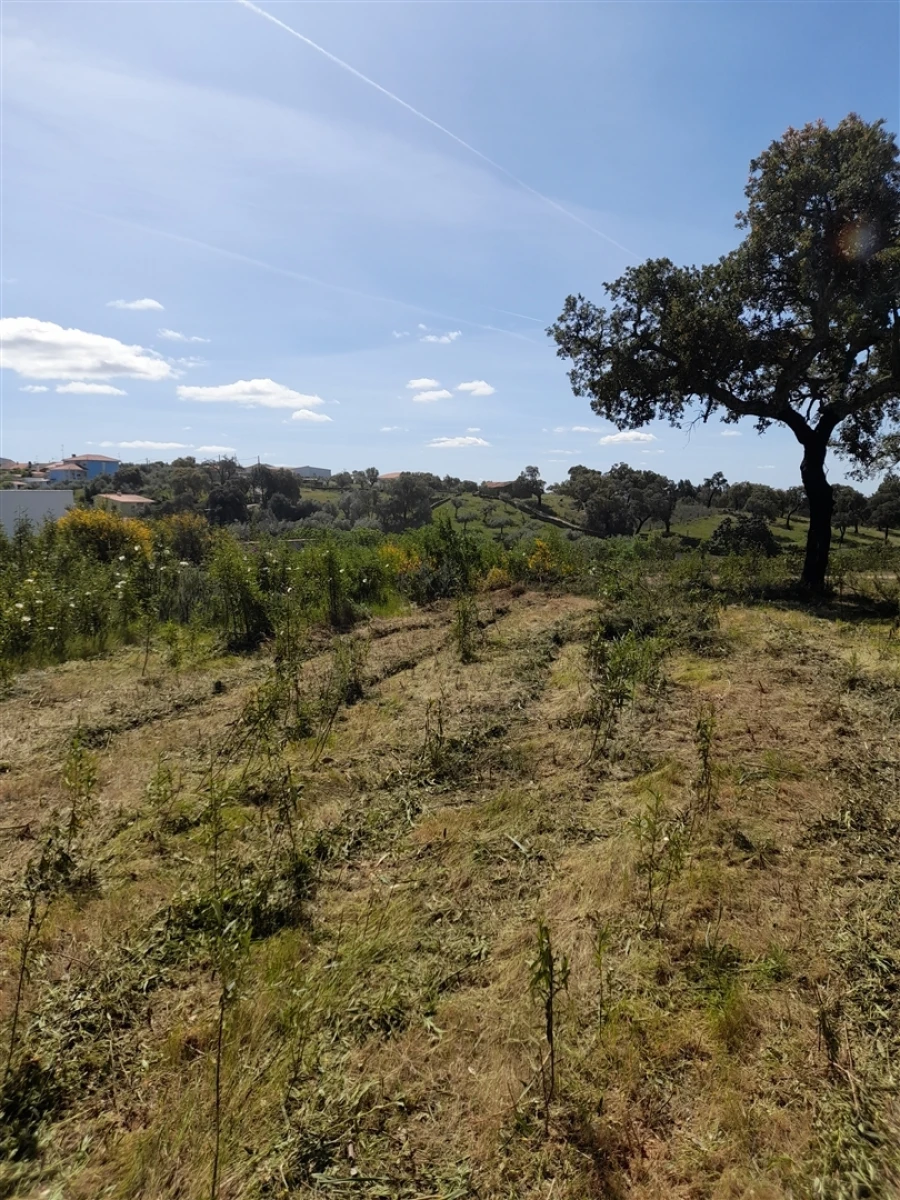 Terreno Agricola ou Rústico para Venda em Benquerenças Foto 7