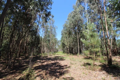 Terreno para Venda em Souto da Carpalhosa e Ortigosa