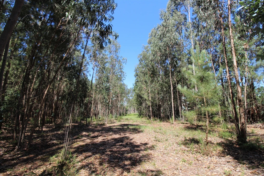 Terreno para Venda em Souto da Carpalhosa e Ortigosa Foto 1