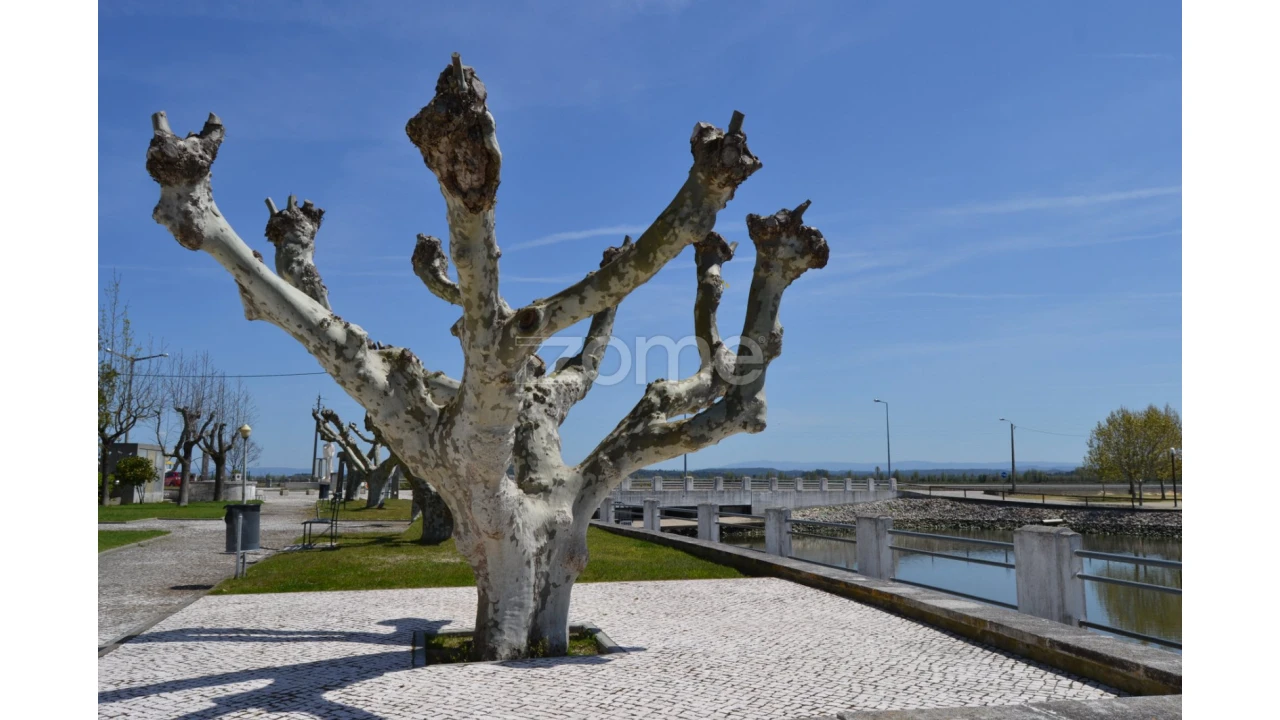Terreno para Venda em Ereira Foto 15