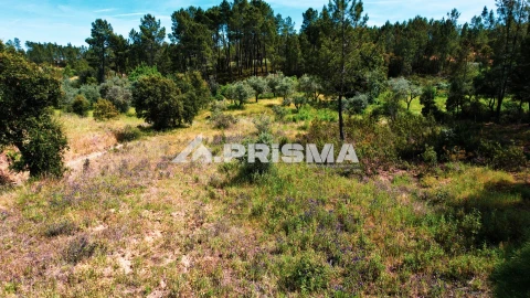 Terreno para Venda em Sarzedas