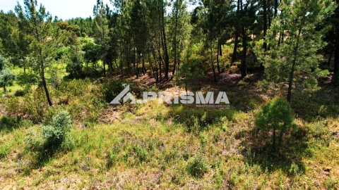 Terreno para Venda em Sarzedas