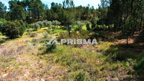 Terreno para Venda em Sarzedas