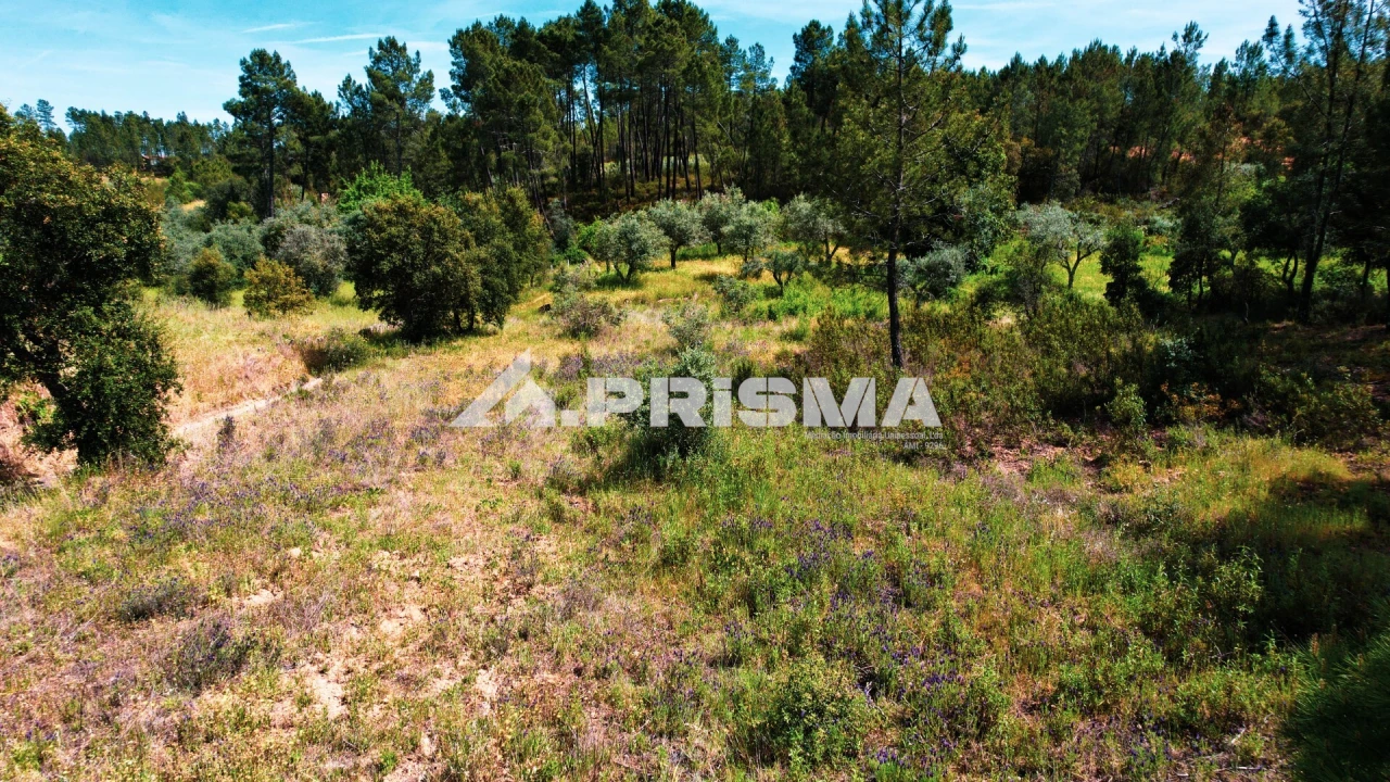 Terreno para Venda em Sarzedas Foto 8