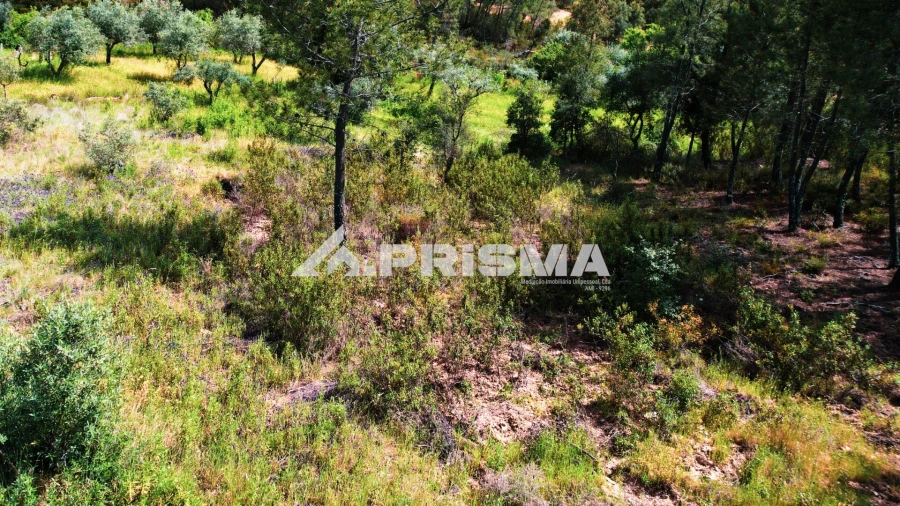 Terreno para Venda em Sarzedas Foto 11