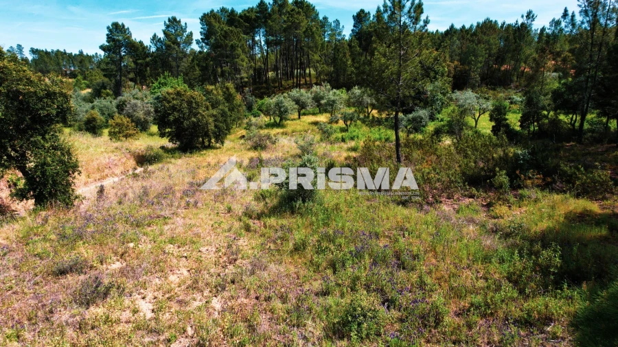 Terreno para Venda em Sarzedas Foto 8