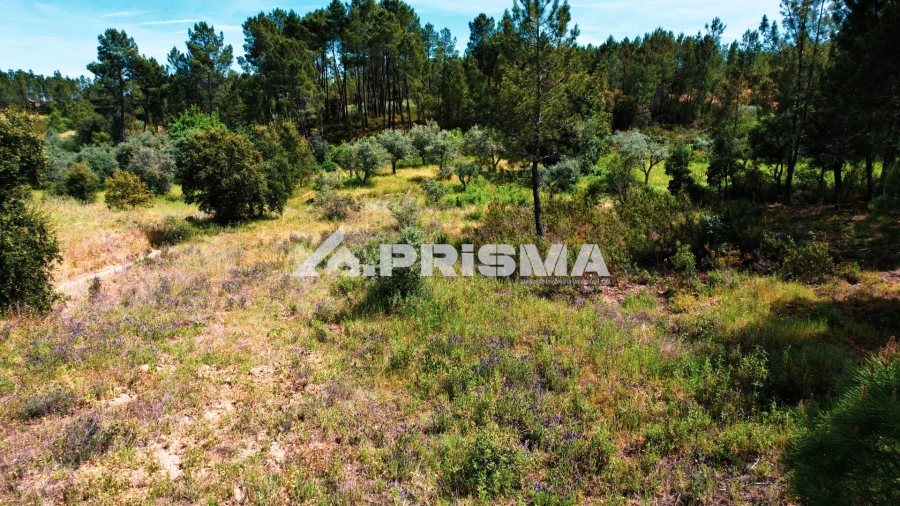 Terreno para Venda em Sarzedas Foto 9