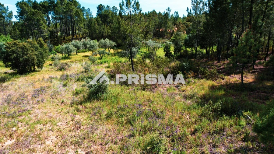 Terreno para Venda em Sarzedas Foto 10