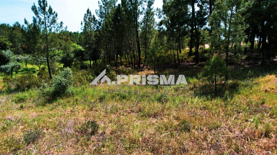 Terreno para Venda em Sarzedas Foto 7