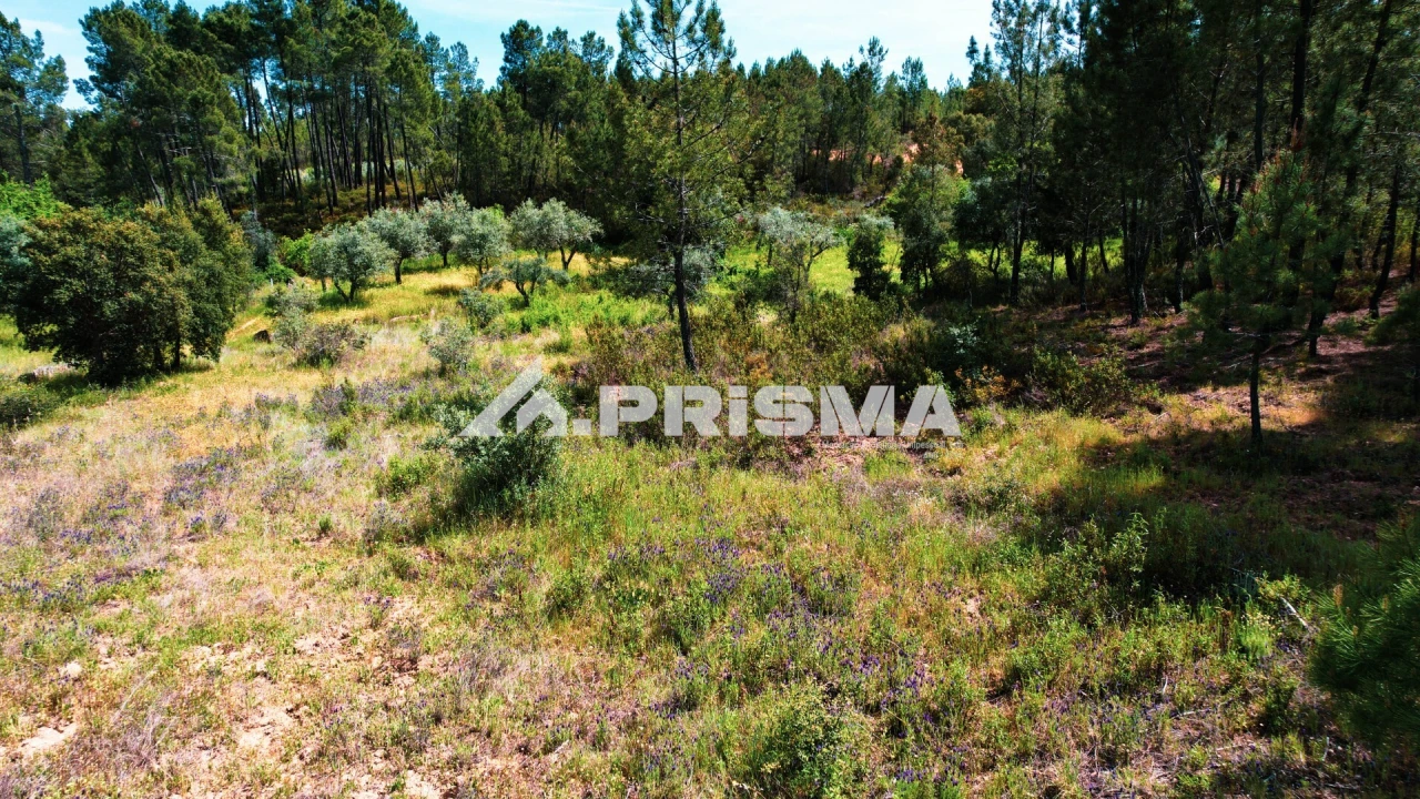 Terreno para Venda em Sarzedas Foto 10