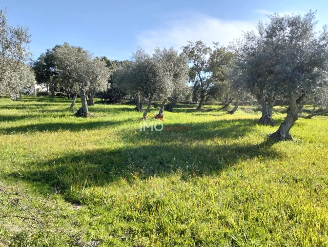 Quinta T7 para Venda em Santa Maria de Marvão Foto 27