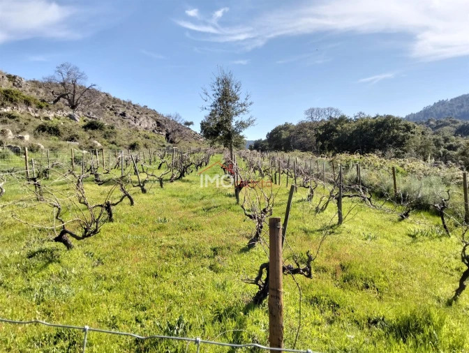 Quinta T7 para Venda em Santa Maria de Marvão Foto 20