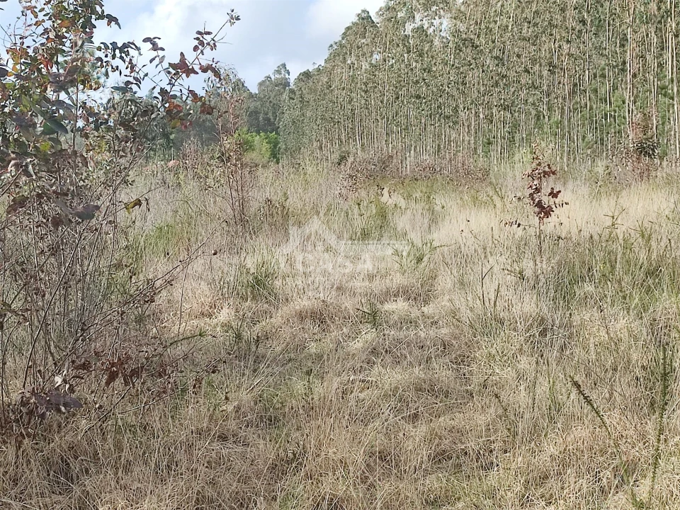 Terreno para Venda em São Martinho da Gandara Foto 6