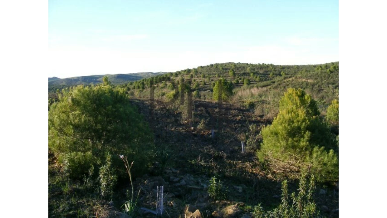 Quinta T0 para Venda em São Miguel do Pinheiro, São Pedro de Solis, São Sebastião dos Carros Foto 14