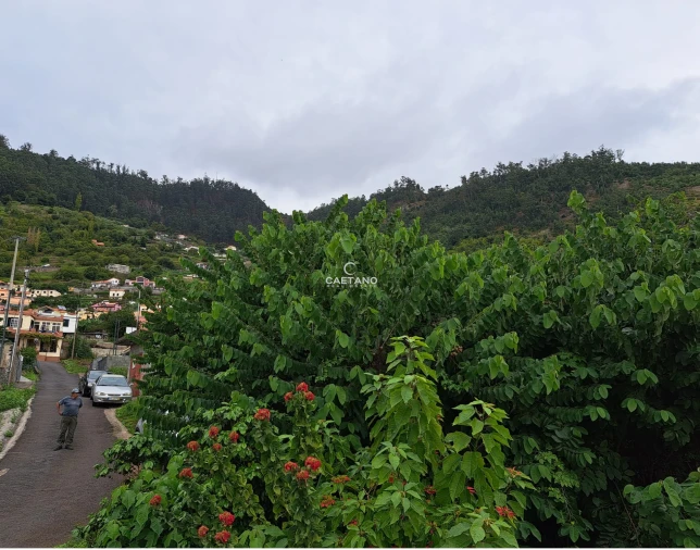 Terreno para Venda em Arco da Calheta Foto 13