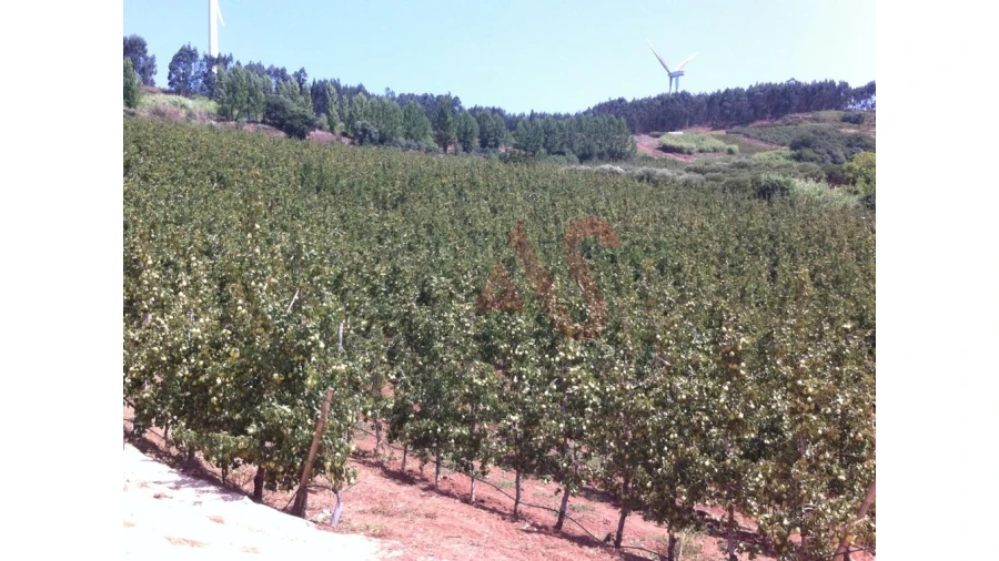 Quinta T0 para Venda em Alguber Foto 5