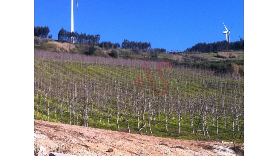 Quinta T0 para Venda em Alguber Foto 10
