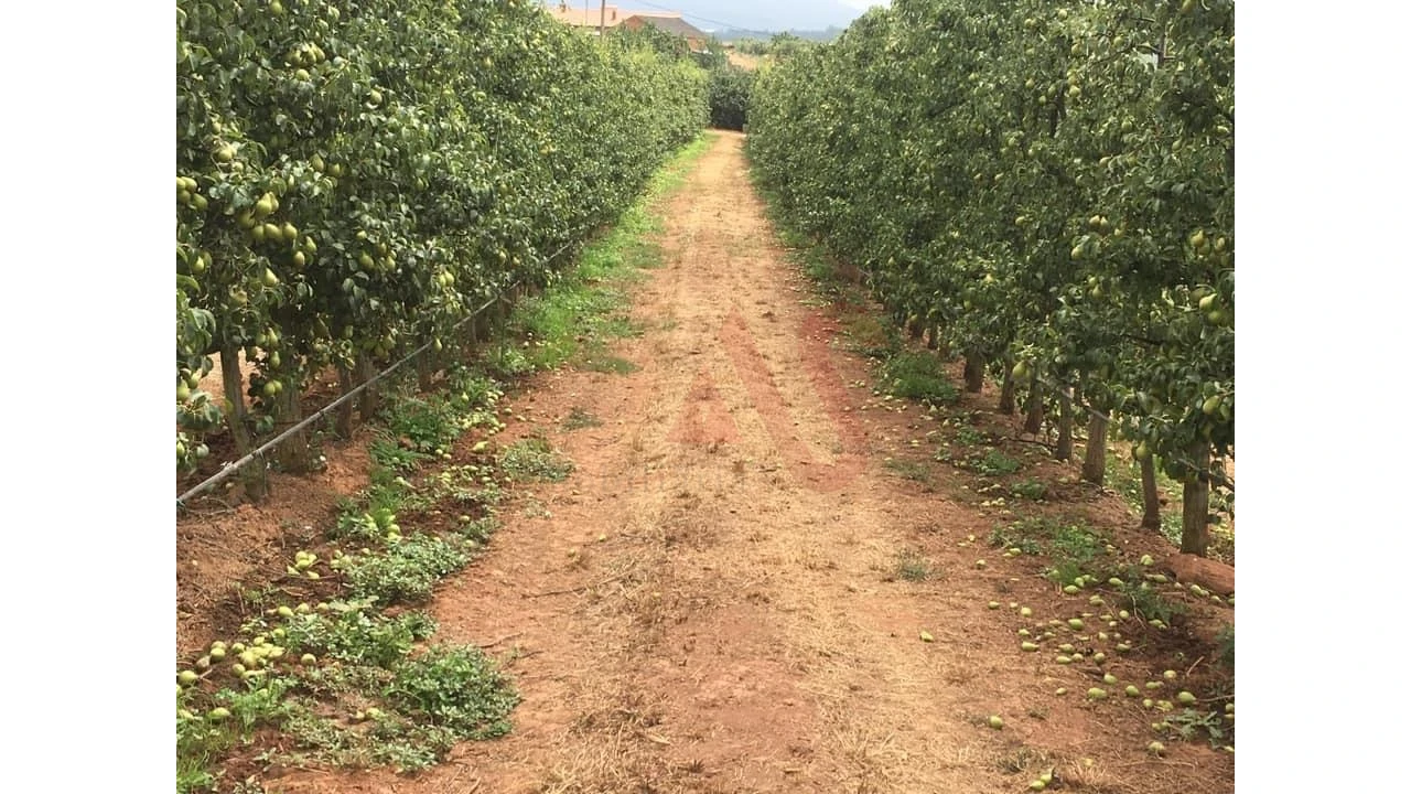 Quinta T0 para Venda em Alguber Foto 3