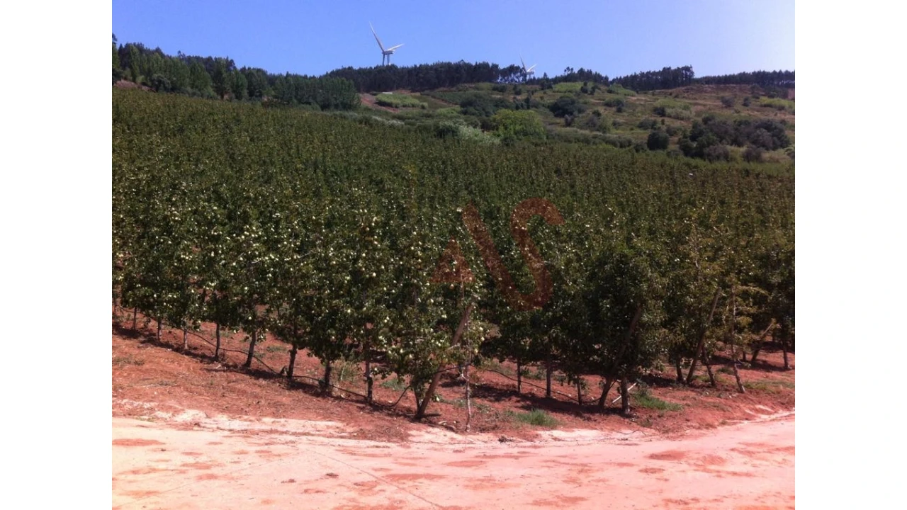 Quinta T0 para Venda em Alguber Foto 8