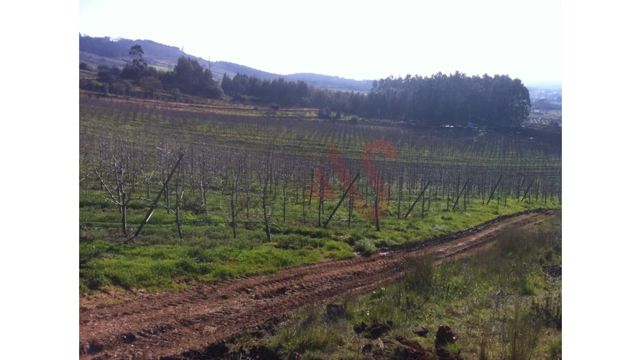 Quinta T0 para Venda em Alguber Foto 11