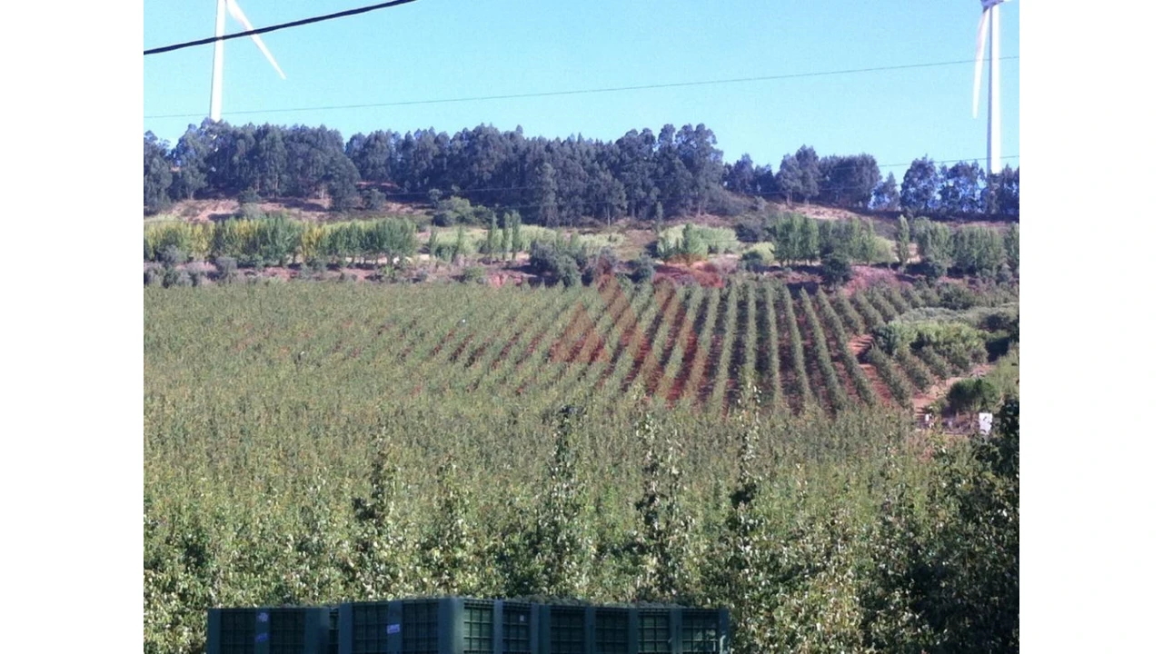 Quinta T0 para Venda em Alguber Foto 12