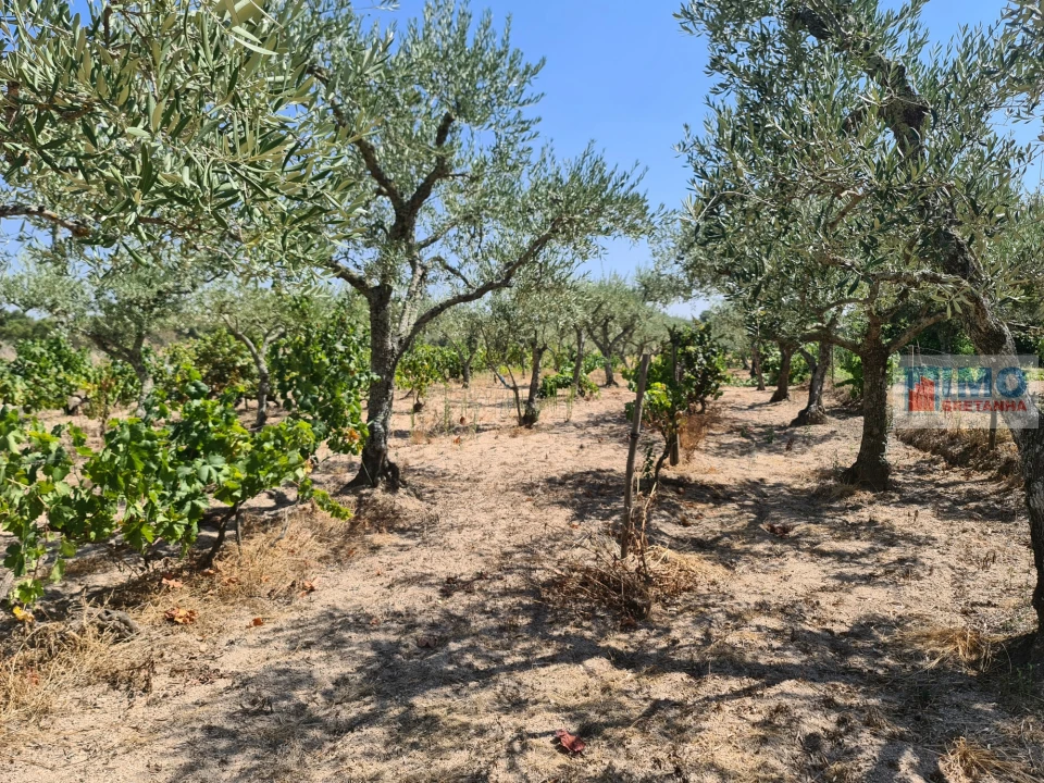 Quinta T0 para Venda em Lardosa Foto 8