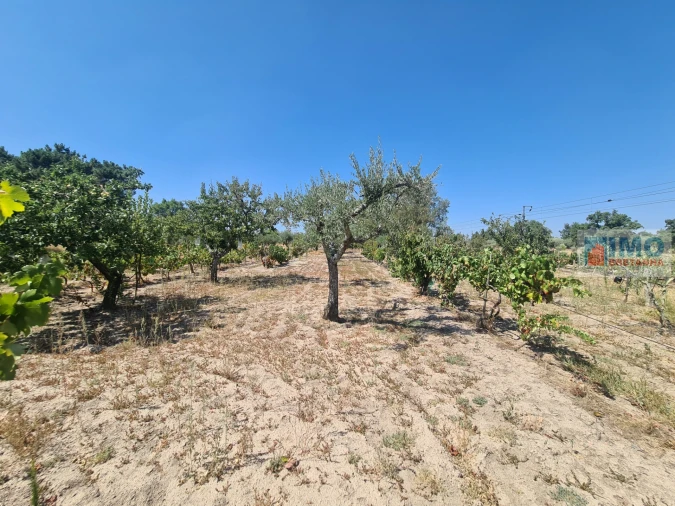 Quinta T0 para Venda em Lardosa Foto 5