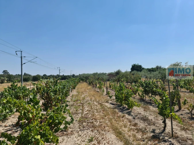 Quinta T0 para Venda em Lardosa Foto 9