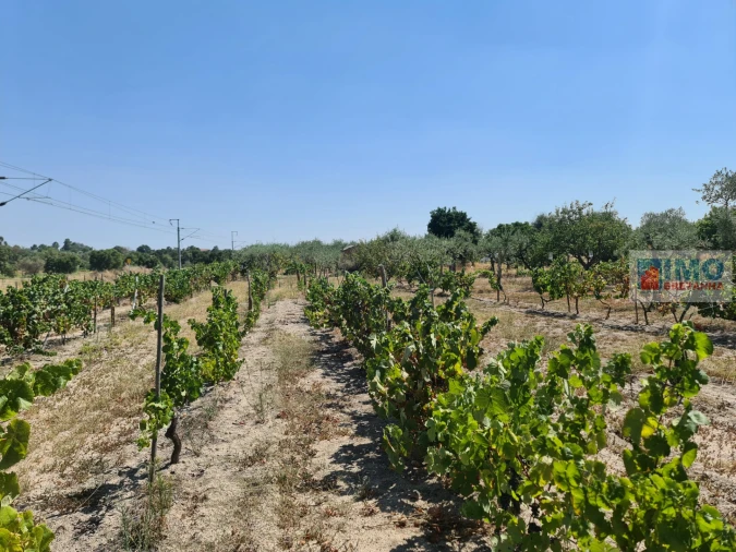 Quinta T0 para Venda em Lardosa Foto 10