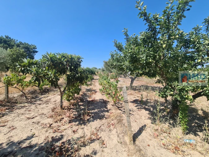 Quinta T0 para Venda em Lardosa Foto 7